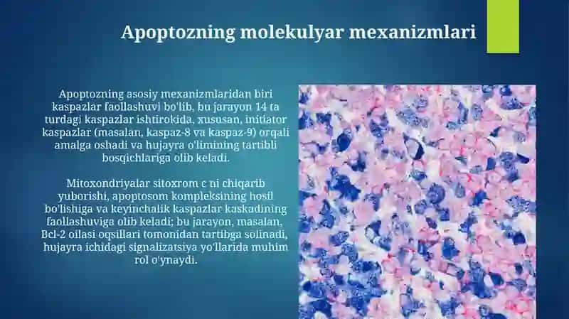 Hujayra patologiyasi va oʻlimi, nekroz va apoptoz 3