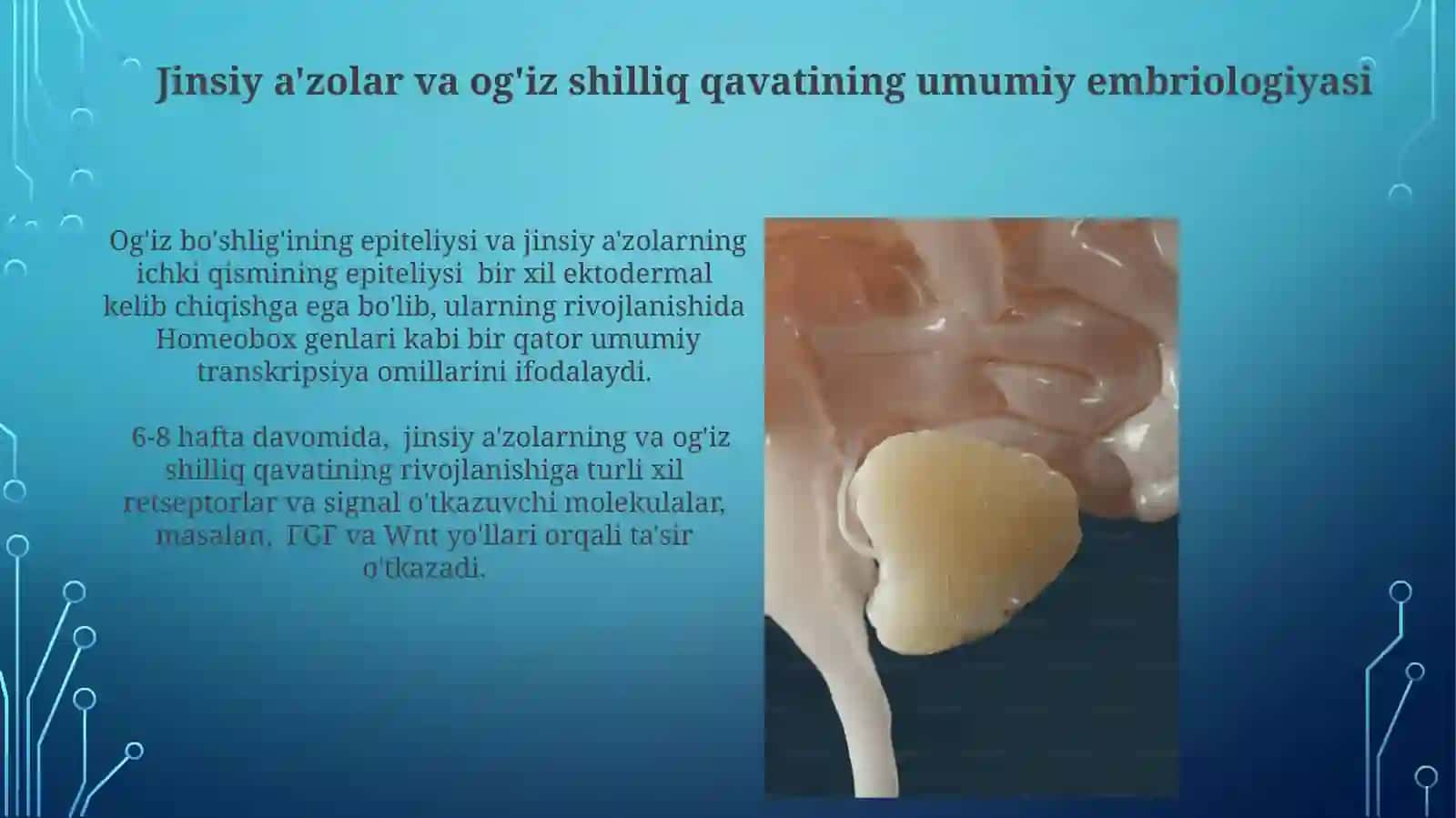 Jinsiy a'zolar va og'iz shilliq qavati 3
