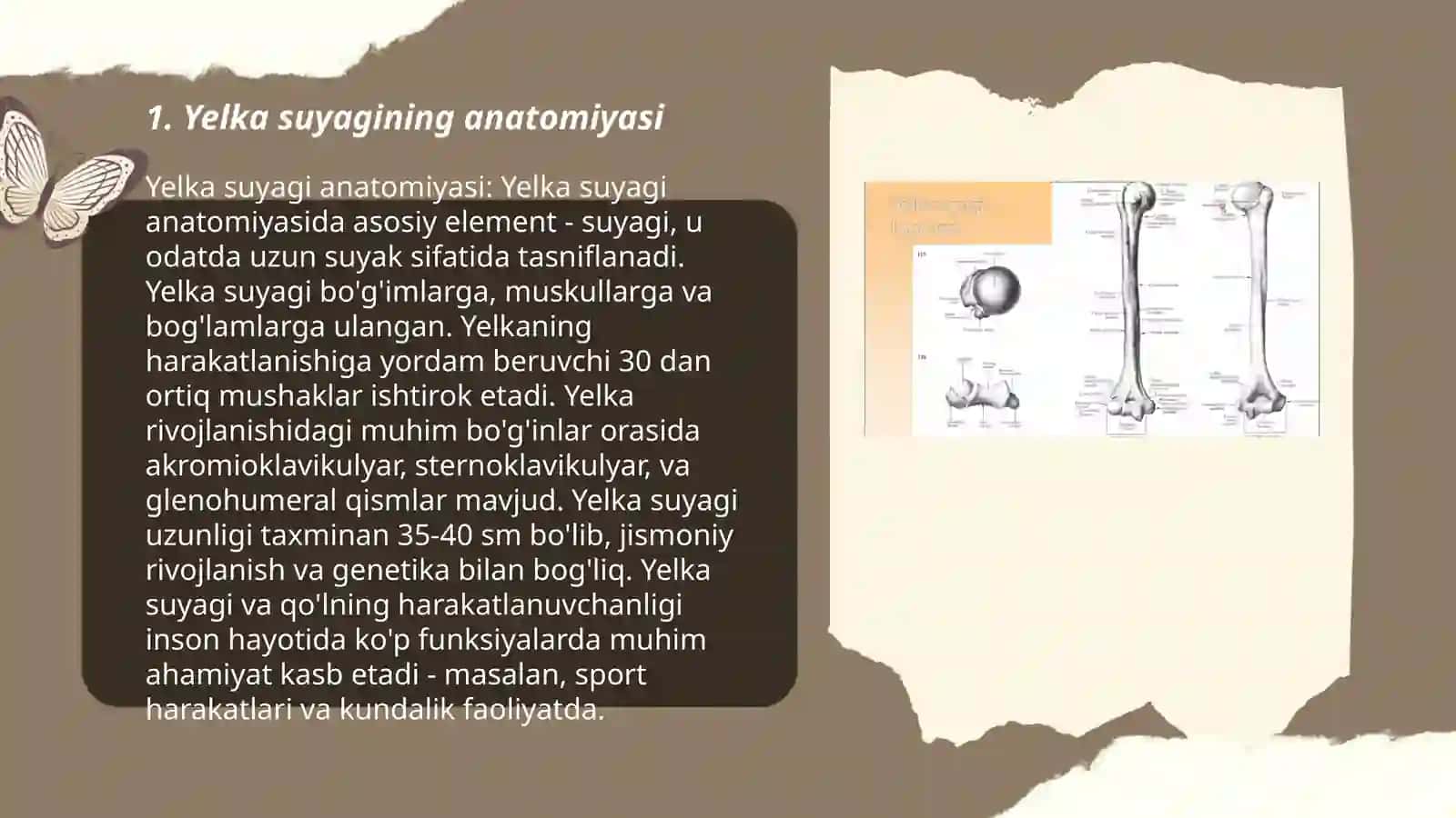 Yelka suyagi 3