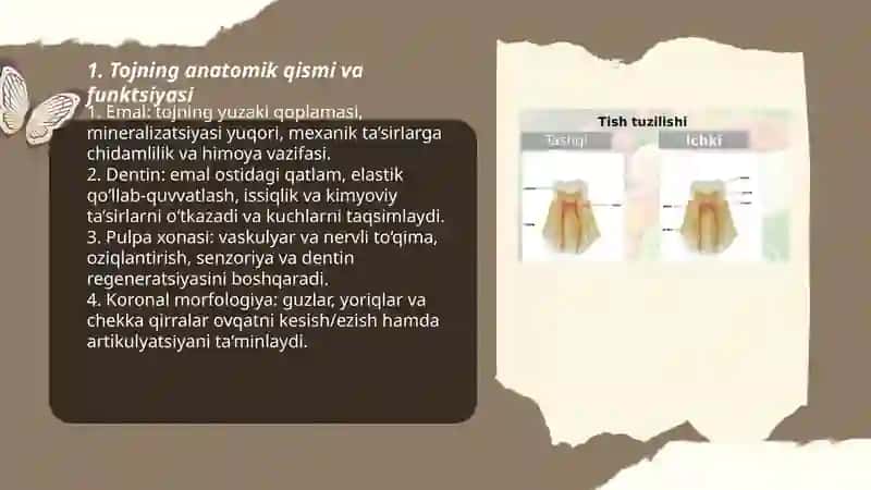 Tish tuzilishi 3