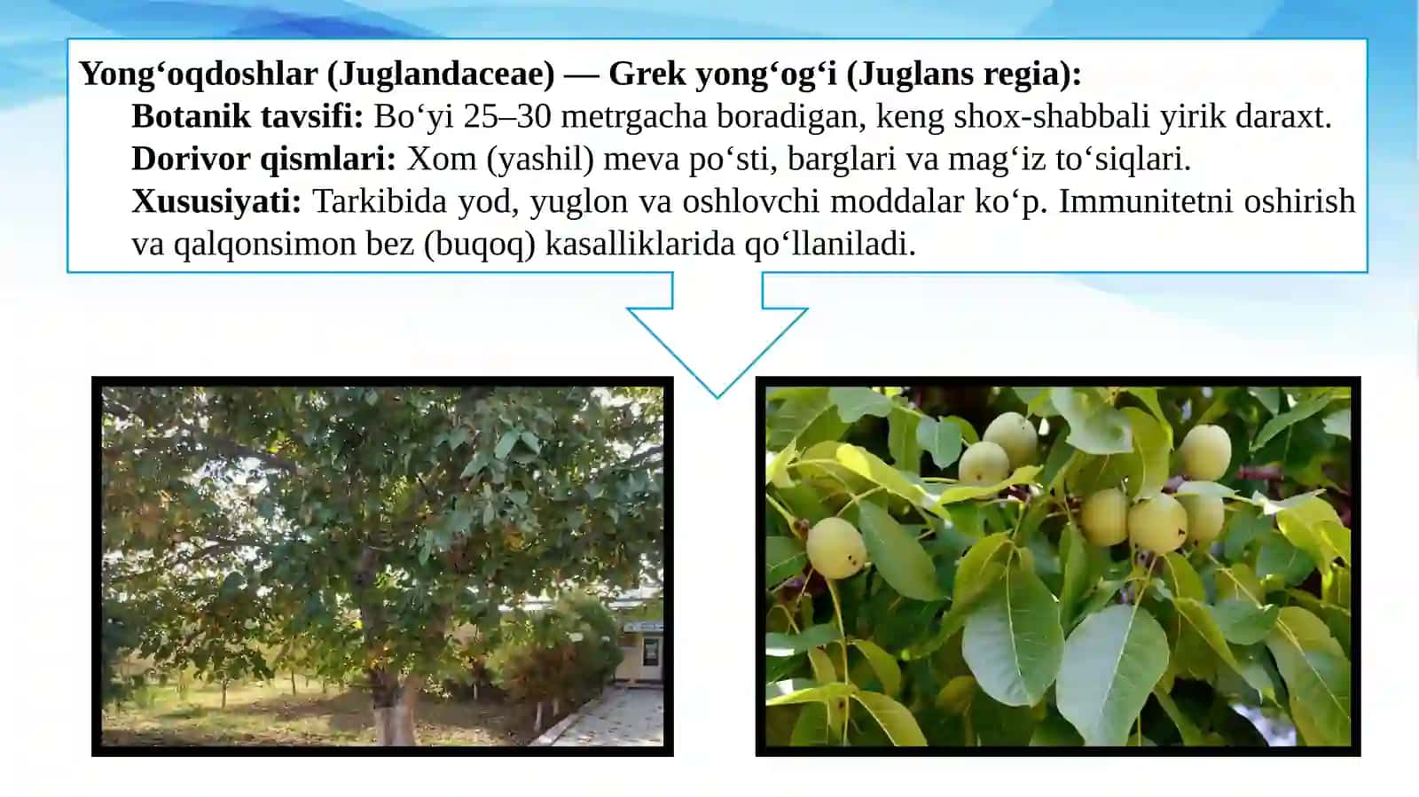 Daraxt dorivor oʻsimliklarni yetishtirish texnologiyasi. 3