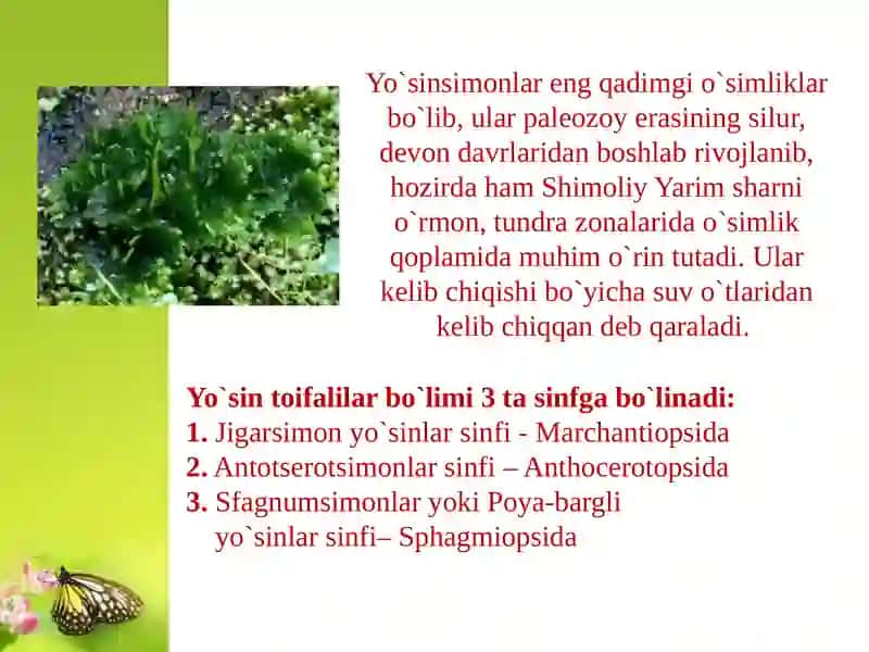 Yo`sintoifao`simliklarsinfi 3