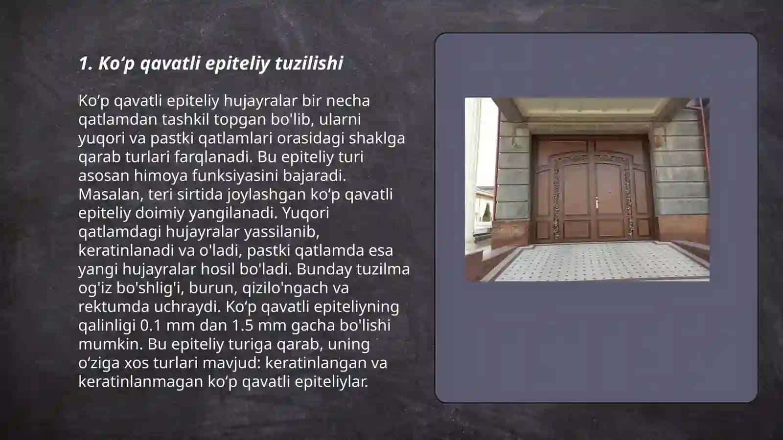 Koʻp qavatli epiteliy 3