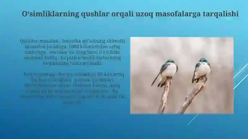 Oʻsimlilarni qushlar yordamida tarqalishi 3
