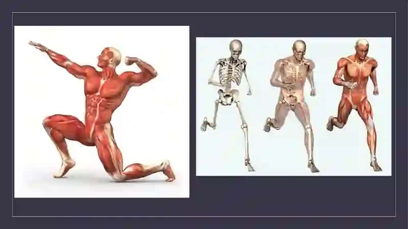 Muskullar 3