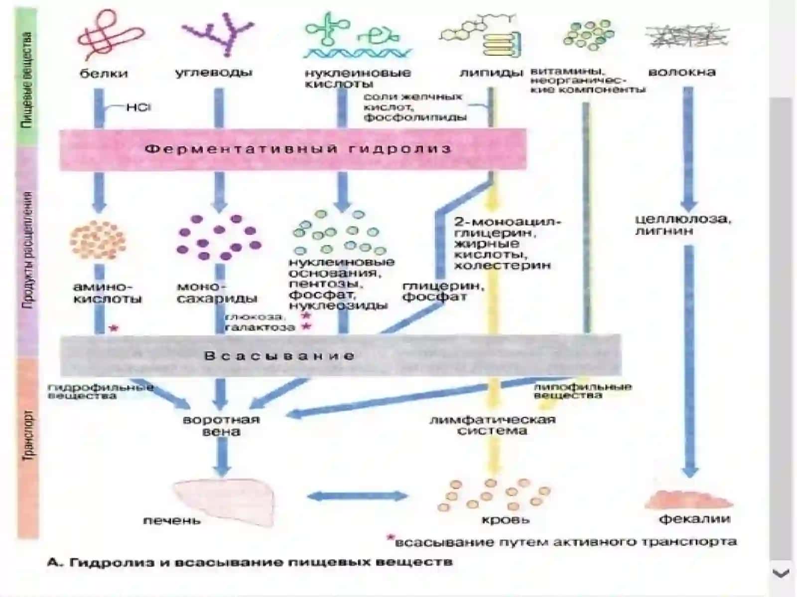 Tibbiy va biologik kimyo kafedrasi 3