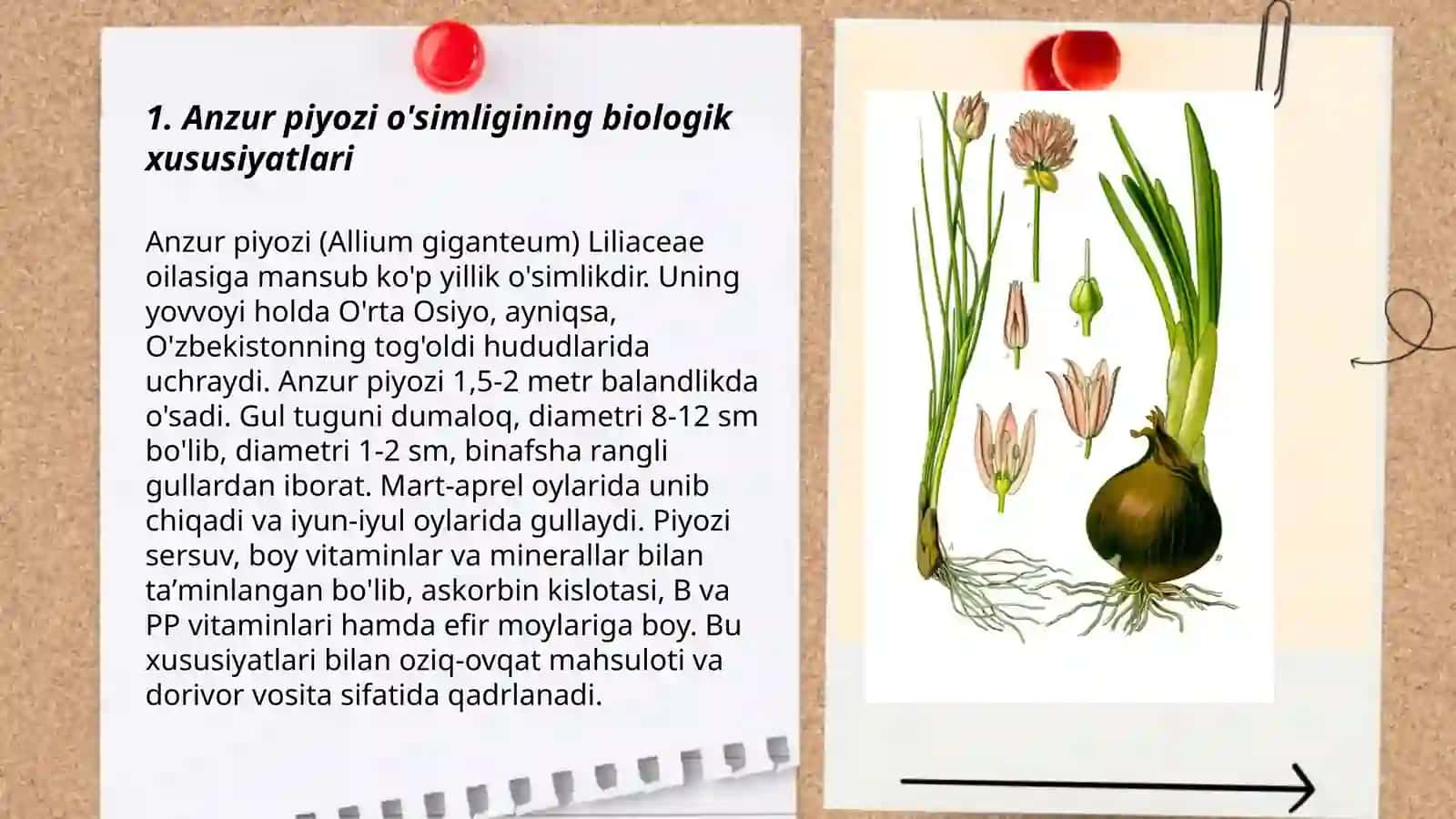 Anzur piyozi(Allium stipitatum Regel) turining bioekologik va dorivorlik xususiyatlari 3