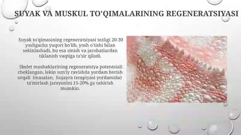 Suyak to'qima va muskul to'qima 3
