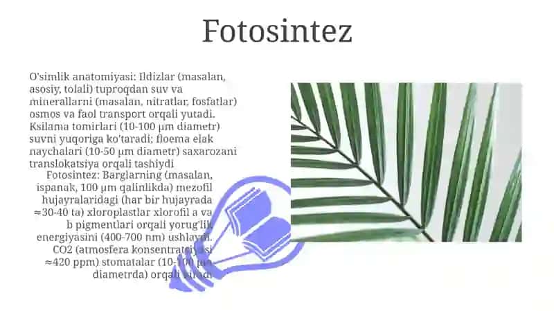 O'simlik anatomiya va fiziologiyasi 3
