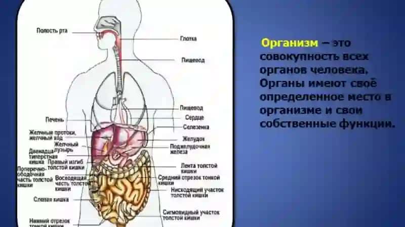 ВНУТЕРННЫЙ ОРГАНИ ЧЕЛОВЕКА 3