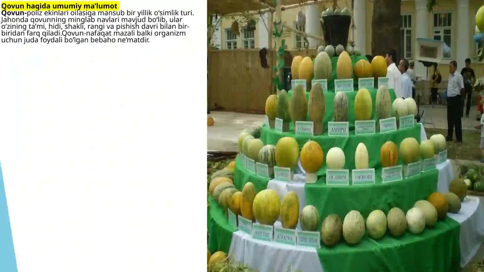 Qovun quritish texnologiyasi 3