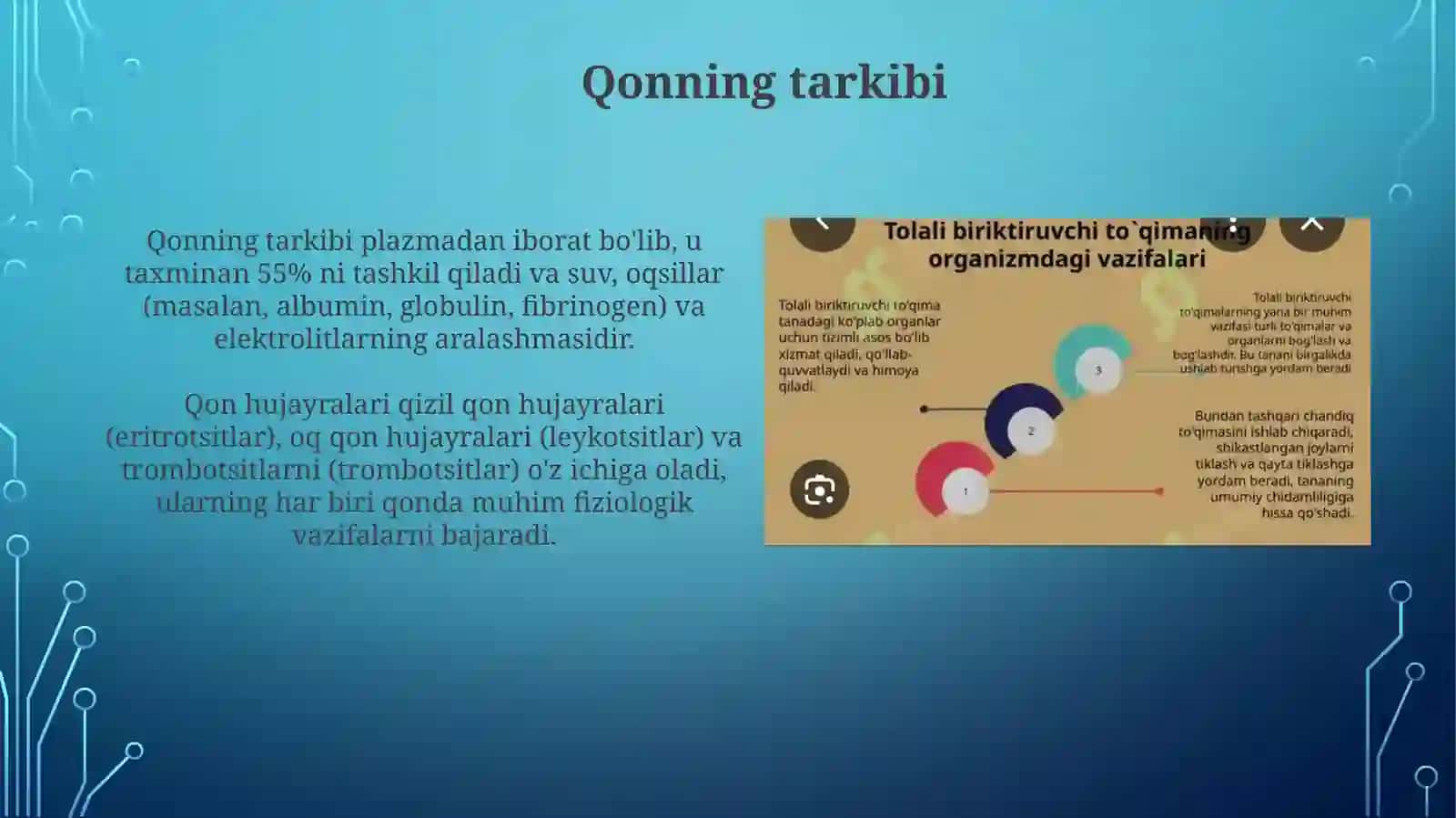 Qon va siyrak tolali biriktiruvchi to'qimaning o'zaro munosabatlari 3