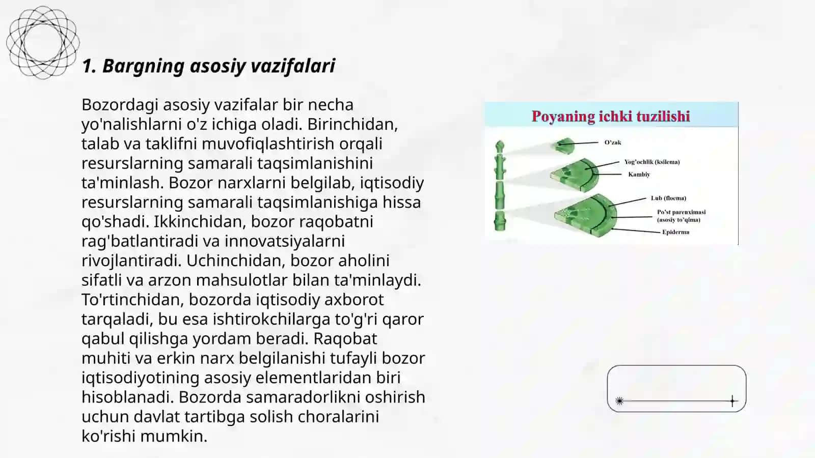 Barg. Barg vazifasi, morfologiyasi va anatomik tuzilishi 3