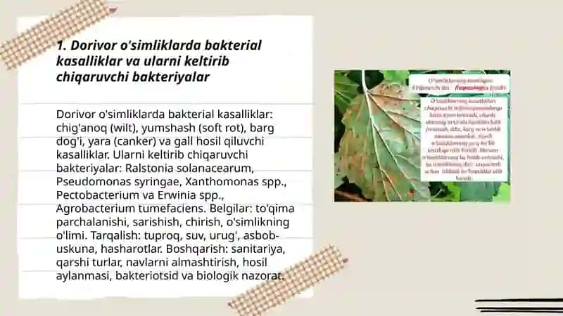 Dorivor o'simliklarda kasallik qo'zg'atuvchi mikroorganizmlar 3
