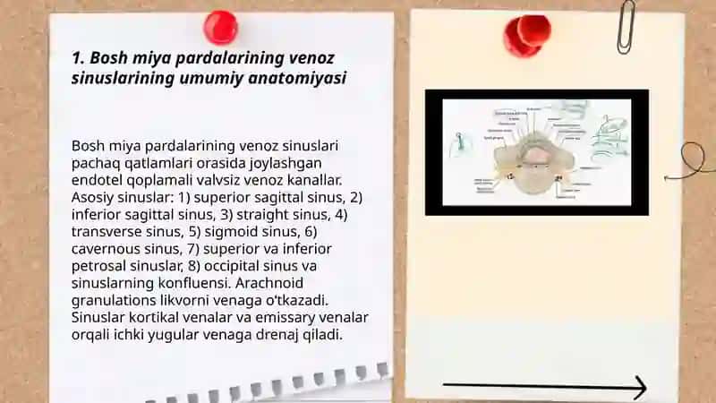 Bosh miya pardalarining vena boshliqlari va sistemalari. Likvorodinamika 3