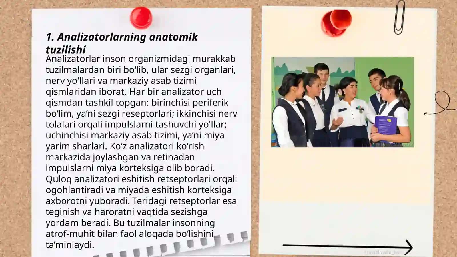 Analizatorlarning yosh hususiyatlari 3