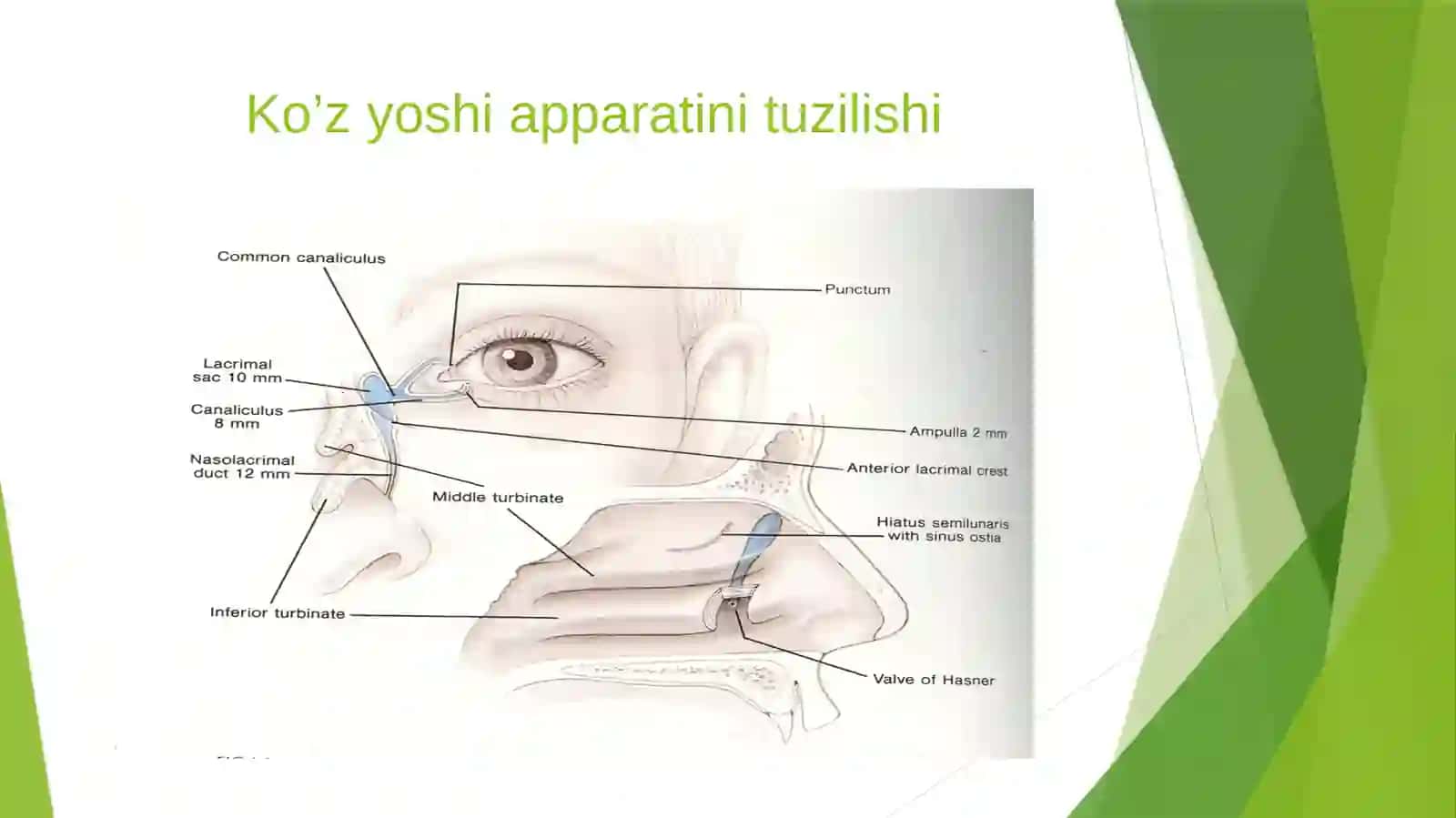 Ko'z yoshi a'zolari kasalliklari 3