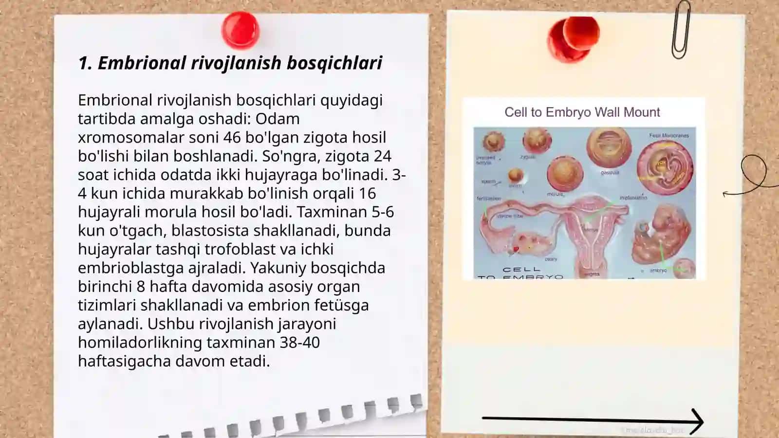 Embriogenez patologiyasi 3