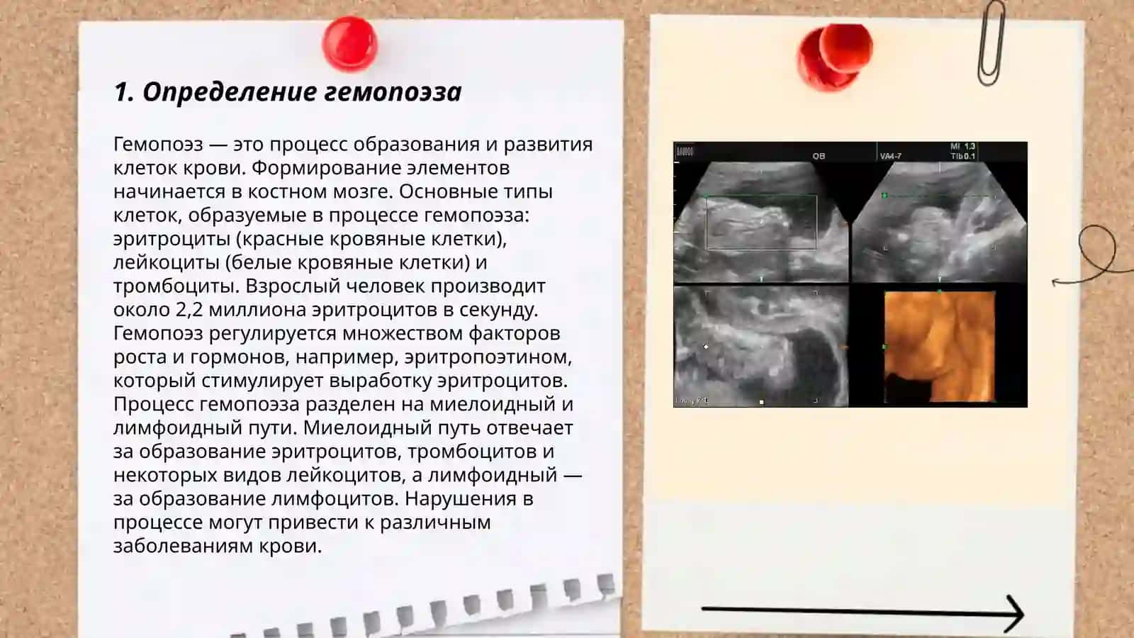 Gemotsitopoez va uning bosqichlari 3