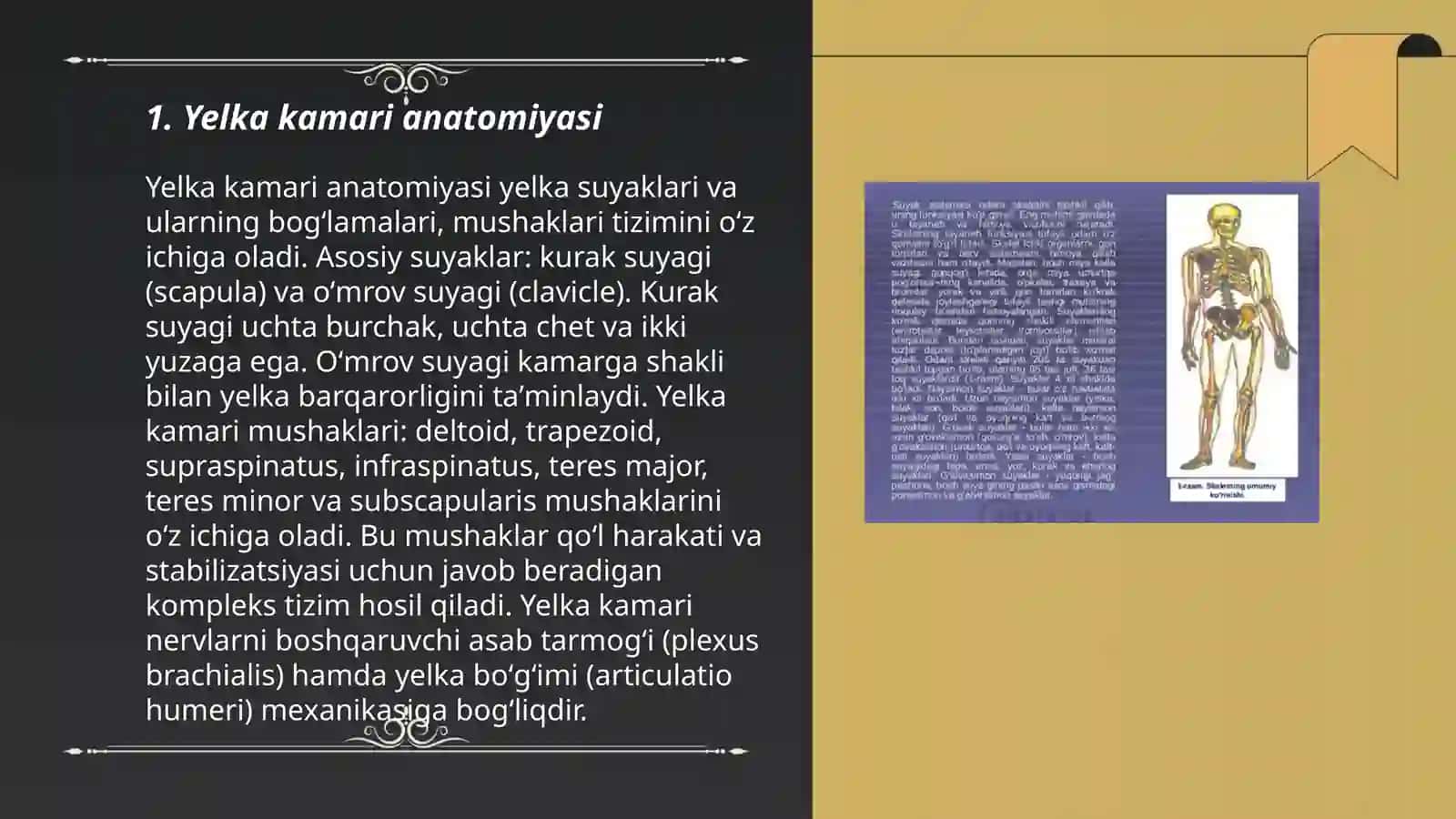 Yelka kamari va qoʻlning erkin qismi suyaklarning birlashuvi: xosil boʻlishi, tuzilishi,harakat oʻqlari va sathlari 3
