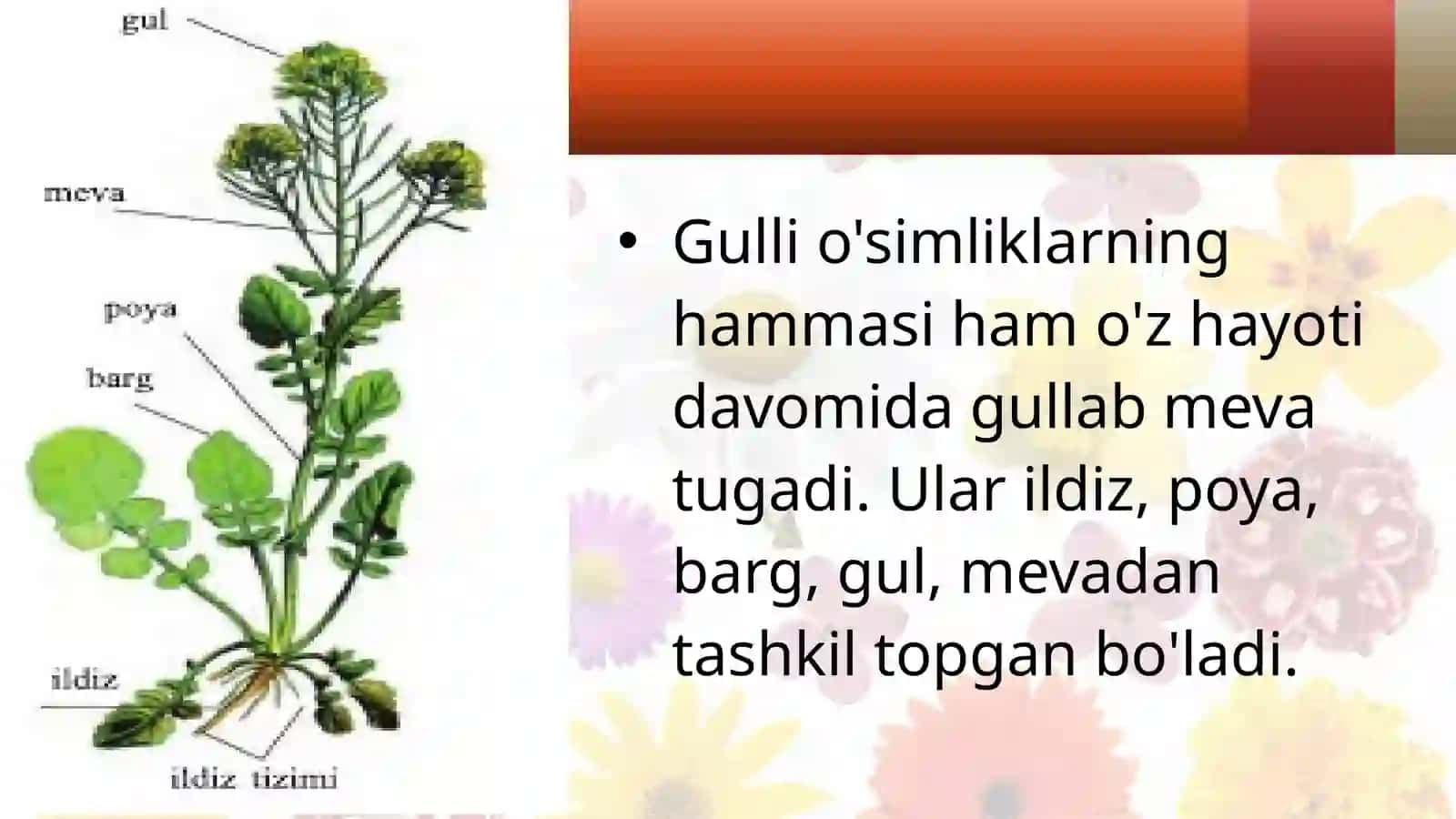 Gullio'simliklar bilan umumiy tanishish 3