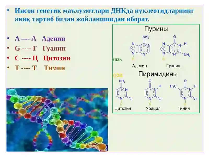 ПАТОЛОГИК АНАТОМИЯ “ГЕН, МУТАЦИЯ, ГЕНЕТИК КАСАЛЛИКЛАР” 3