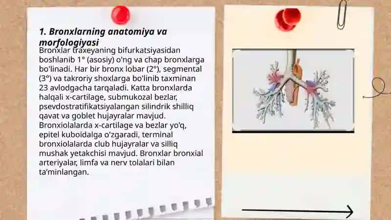 BRONXLARNING TUZILISHI FUNKSIYASI KASALLIKLARI 3