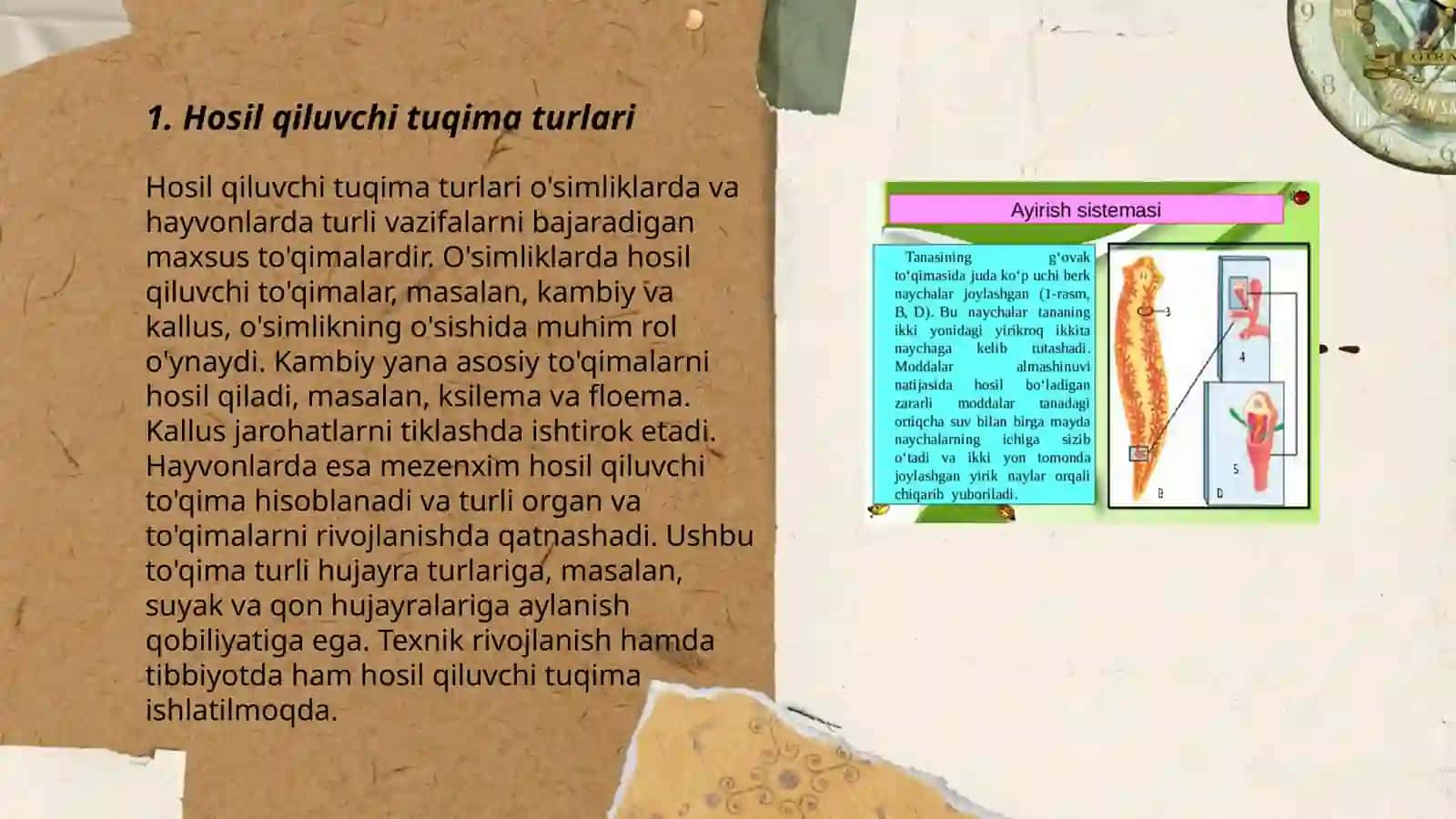 Hosil va qoplovchi qiluvchi tuqima tuzilishi va vazifalari 3