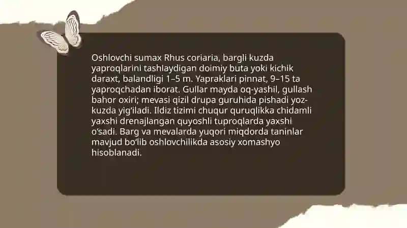 Oshlovchi sumax yetishtirish texnologiyasi 3
