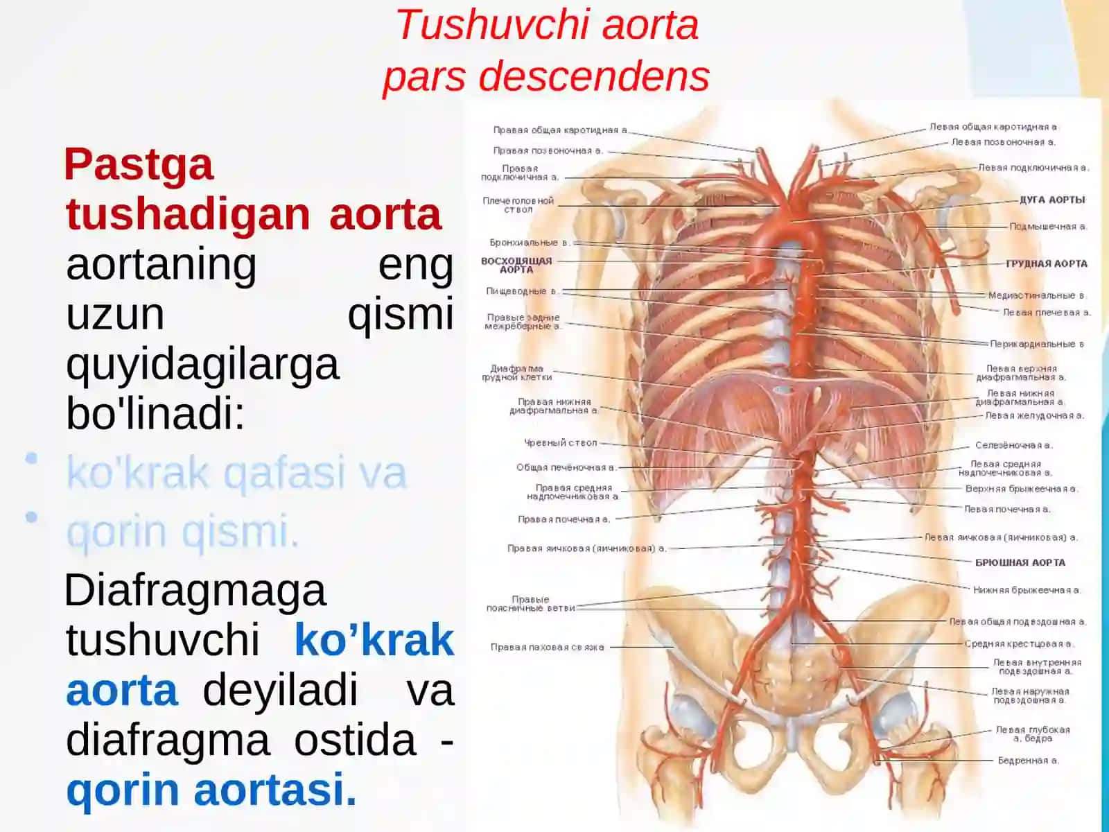 Mo’ydinova Ozodaxonning anatomiya fanidan tayyorlagan taqdimoti 3