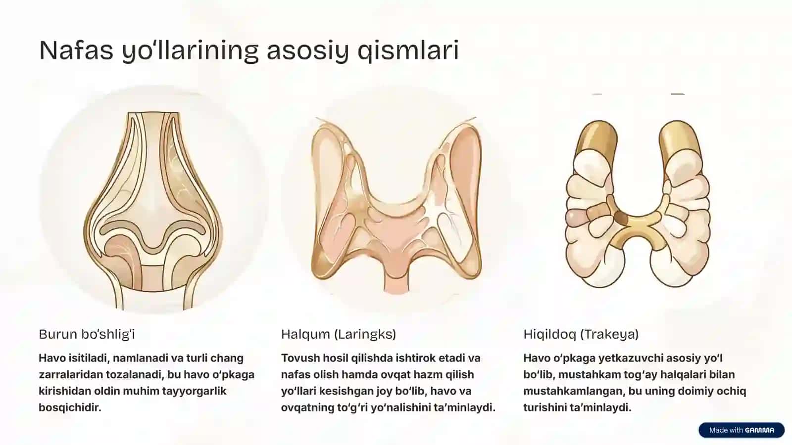 Nafas Yo‘llariga Kiruvchi A’zolarning Tuzilishi va Joylashishi 3