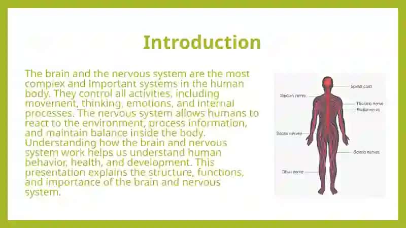 Brain and the Nervous System 3