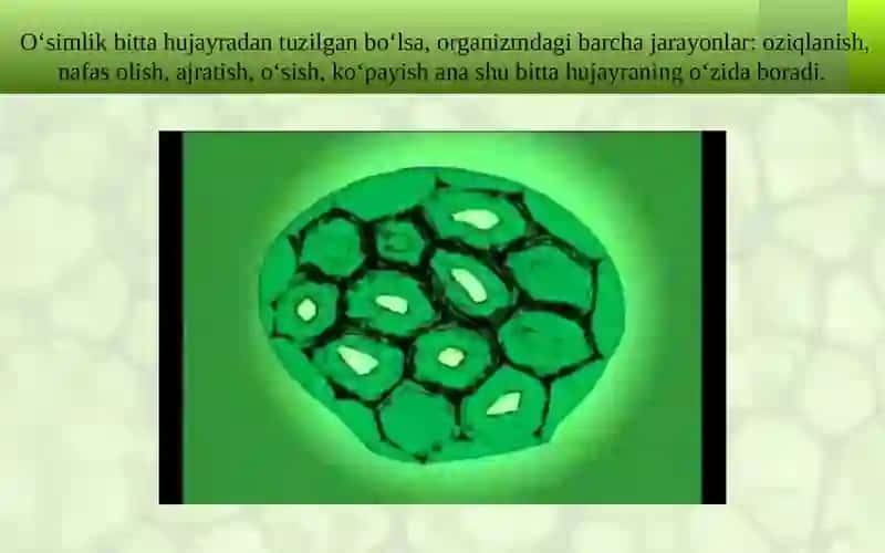 HUJAYRA VA UNING TARKIBIY QISMLARI 3