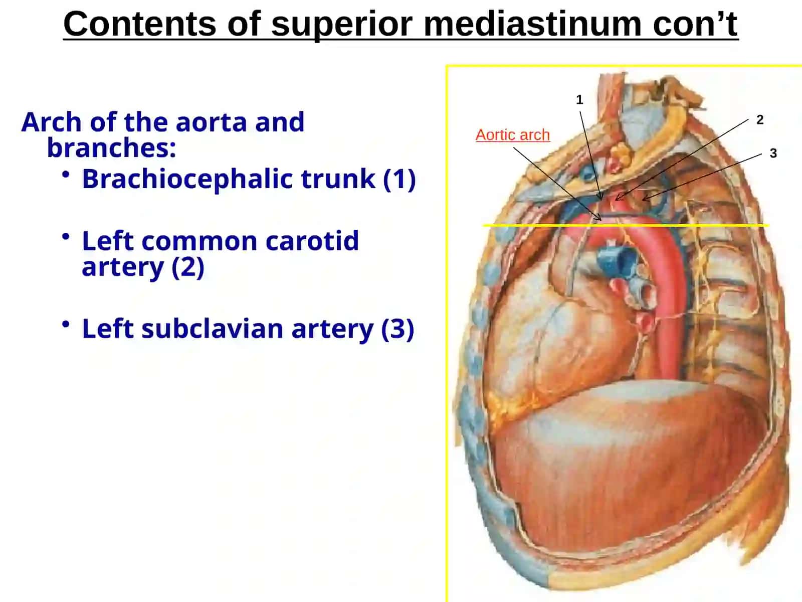Superior, Anterior & posterior mediastinum and autonomic nerves of the thorax 3