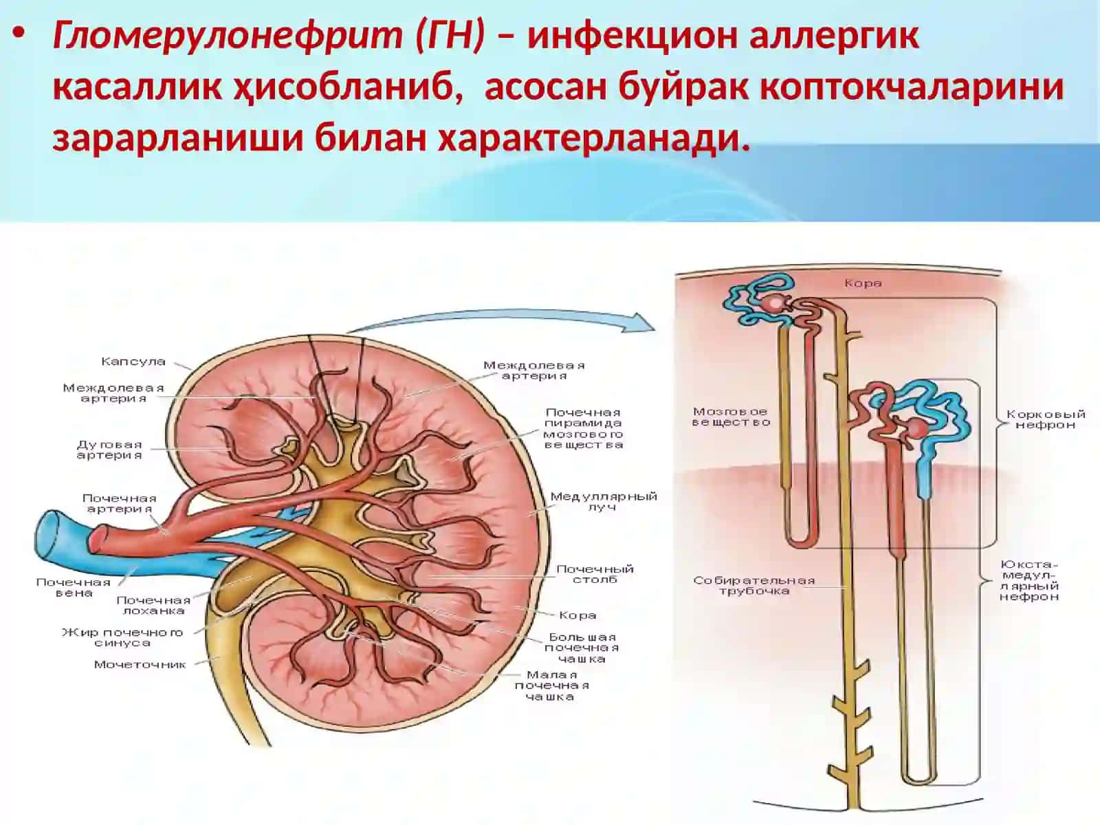 Гломерулонефрит 3