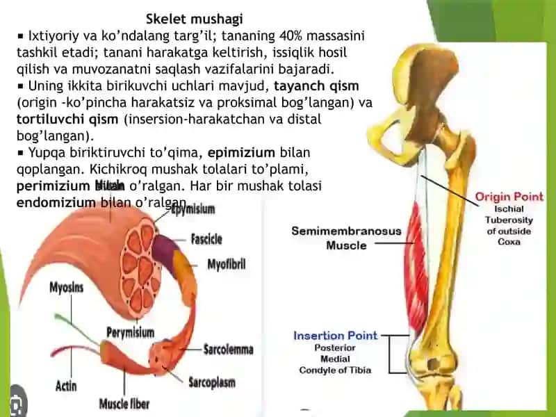 Mushaklar, Mushaklar bilan bog’langan tuzilmalar  Мушаклар Мускуллар Мушаклар билан богланган тузилмалар 3