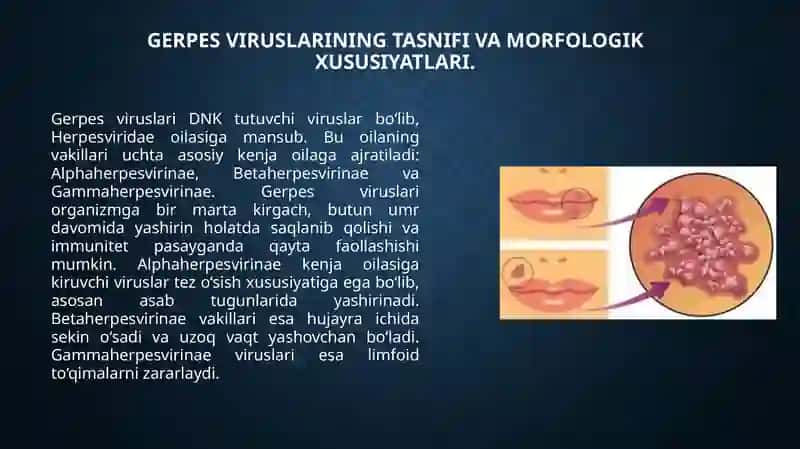 Gerpesviruslari. Tasniflash. Morfologiya va ultrastruktura 3