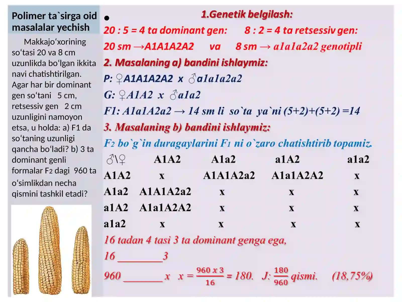 GENLARNING O`ZARO POLIMER TA`SIRLANISHIGA OID MASALALAR YESHISH 3