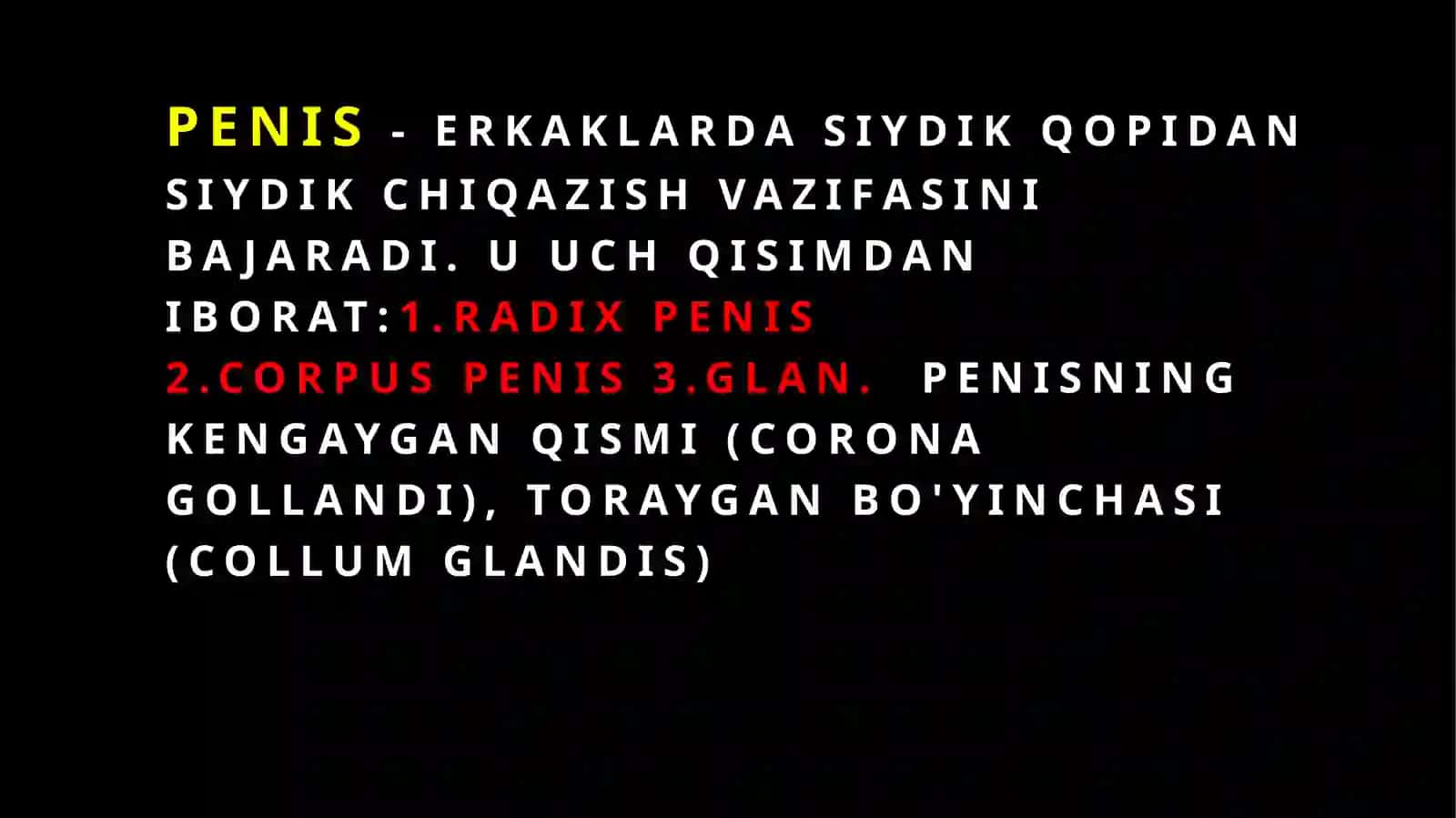 Erkaklarning jinsiya zolari 3