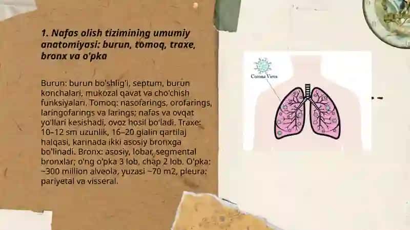 Nafas olish yurak qon tomir qon hosil qilish limfa tizimining va ovqat hazm qilish va siydik chiqarish tizimining anatomo va fiziologik xususiyatlari 3