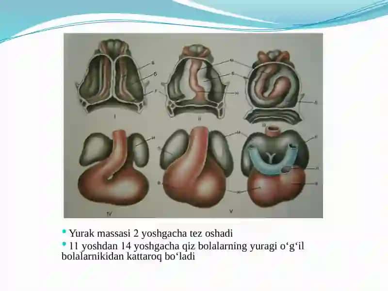 BOLALARDA YURAK-QON TOMIR TIZIMINING ANATOMO-FIZIOLOGIK XUSUSIYATLARI 3