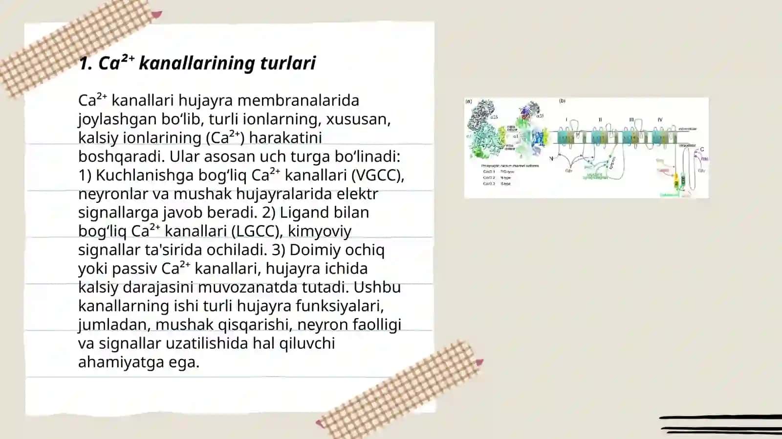 Ca²⁺ kanallarining turlari strukturasi 3
