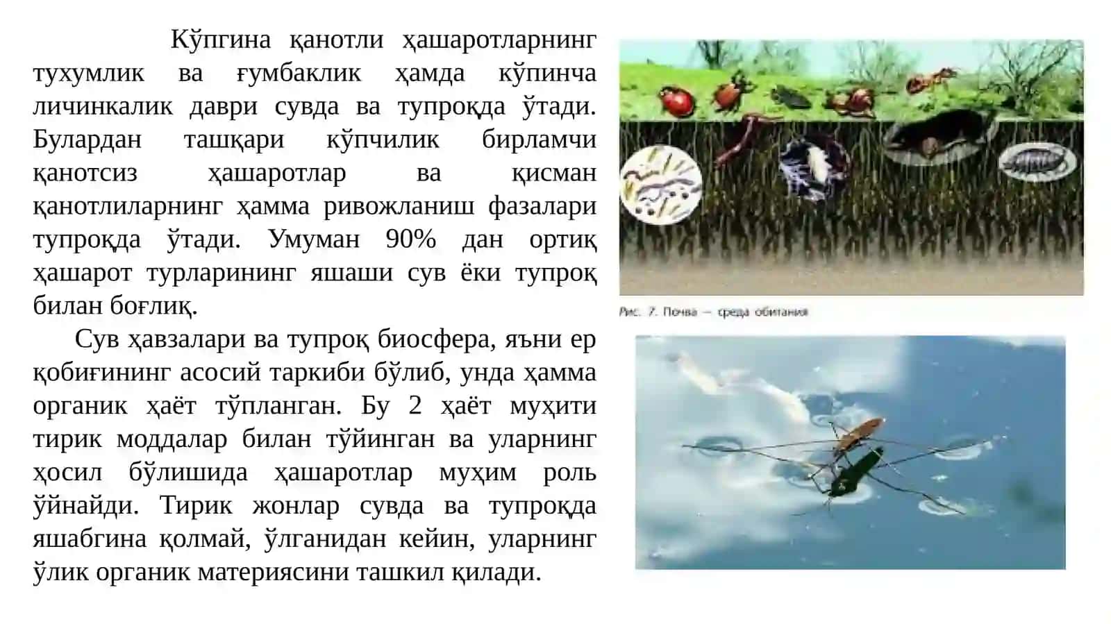 Ҳашаротларни сув муҳити билан алоқалари хусусиятлари 3