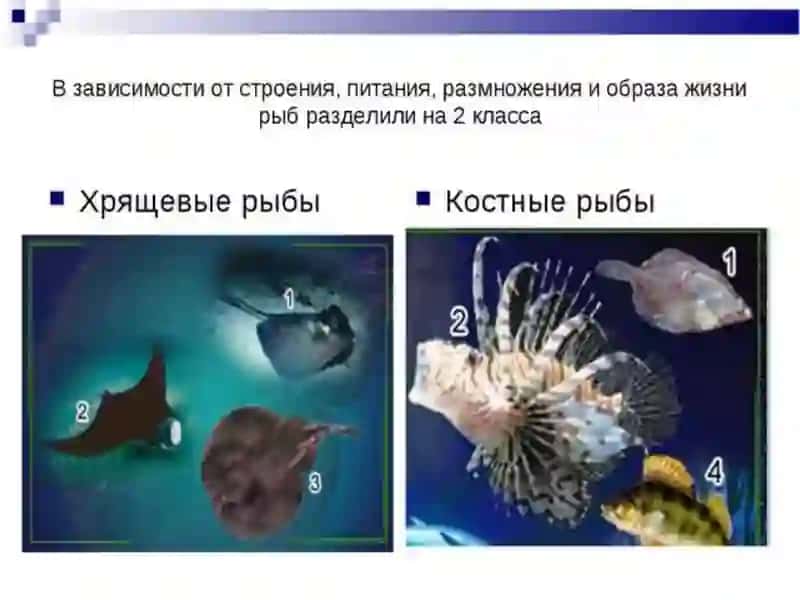 Рыбы 3