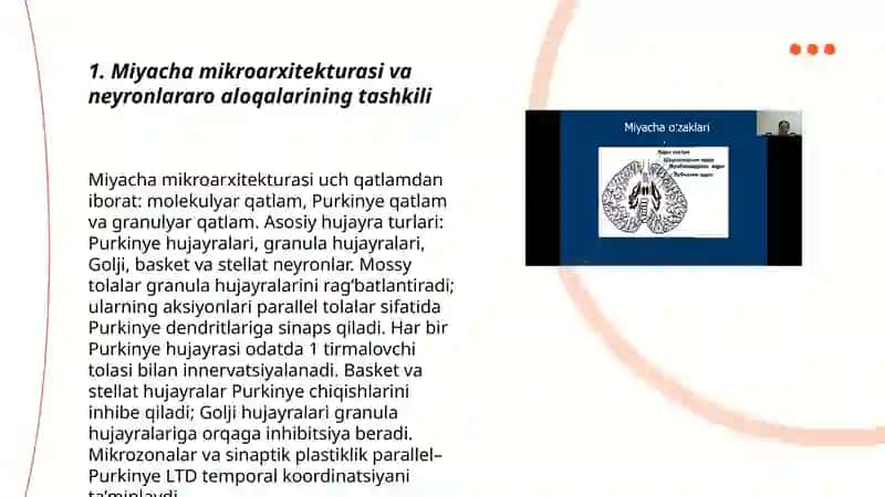 Miyacha neyronlararo aloqalar. Miyacha Purkine hujayralarining tashqi tasirlariga va gipoksiyaga reaktsiyalari 3