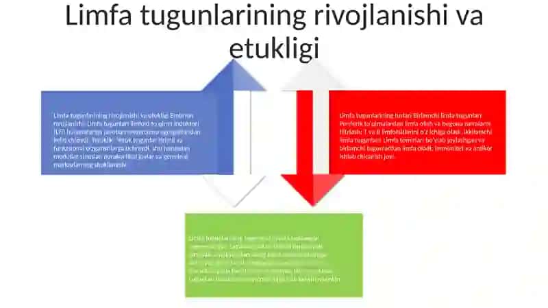 Limfa tugunlarining tuzilishi va funktsiyasi 3