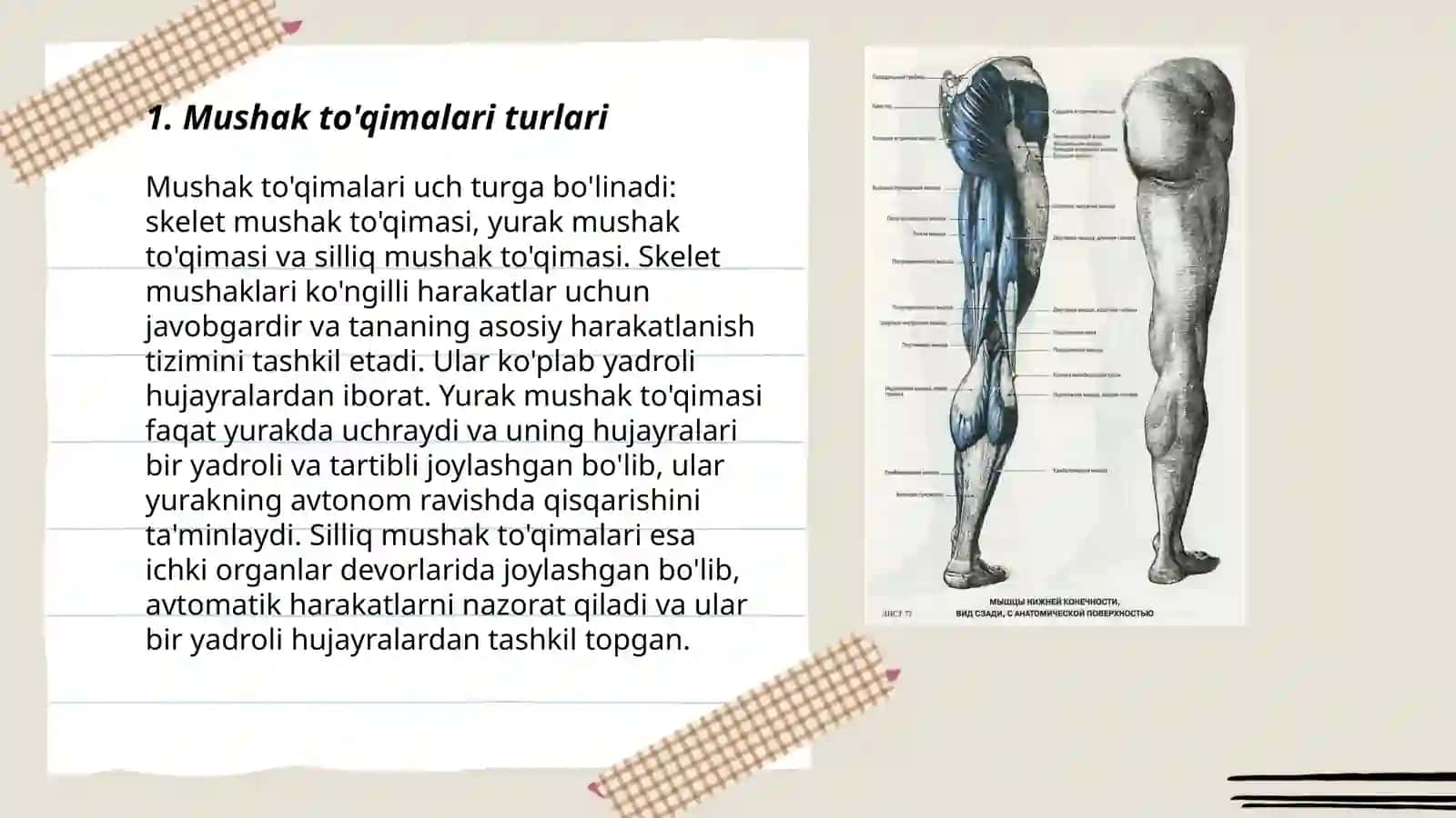 Mushaklar turi,shakli,mushaklar tuzilishi va funksiyalari 3