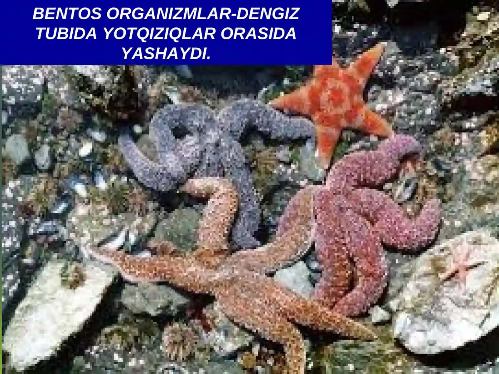 Okean boyliklari, ulardan foydalanish va muhofaza qilish 3