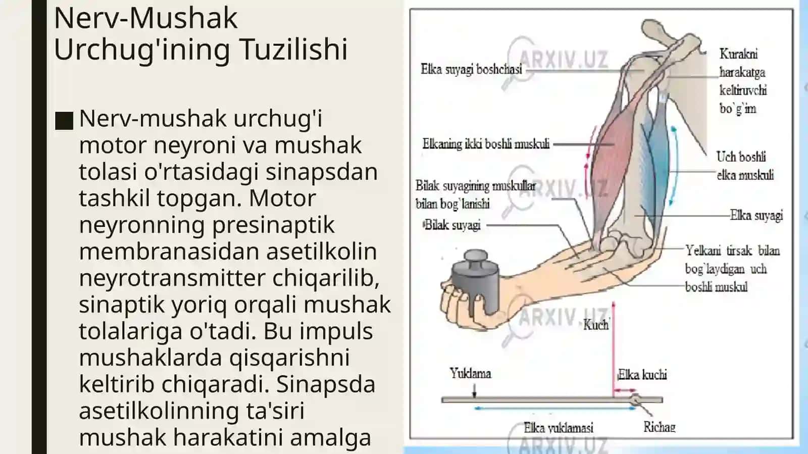 Nerv-mushakurchuqlarining tuzilishi va ishlash prinsipi 3