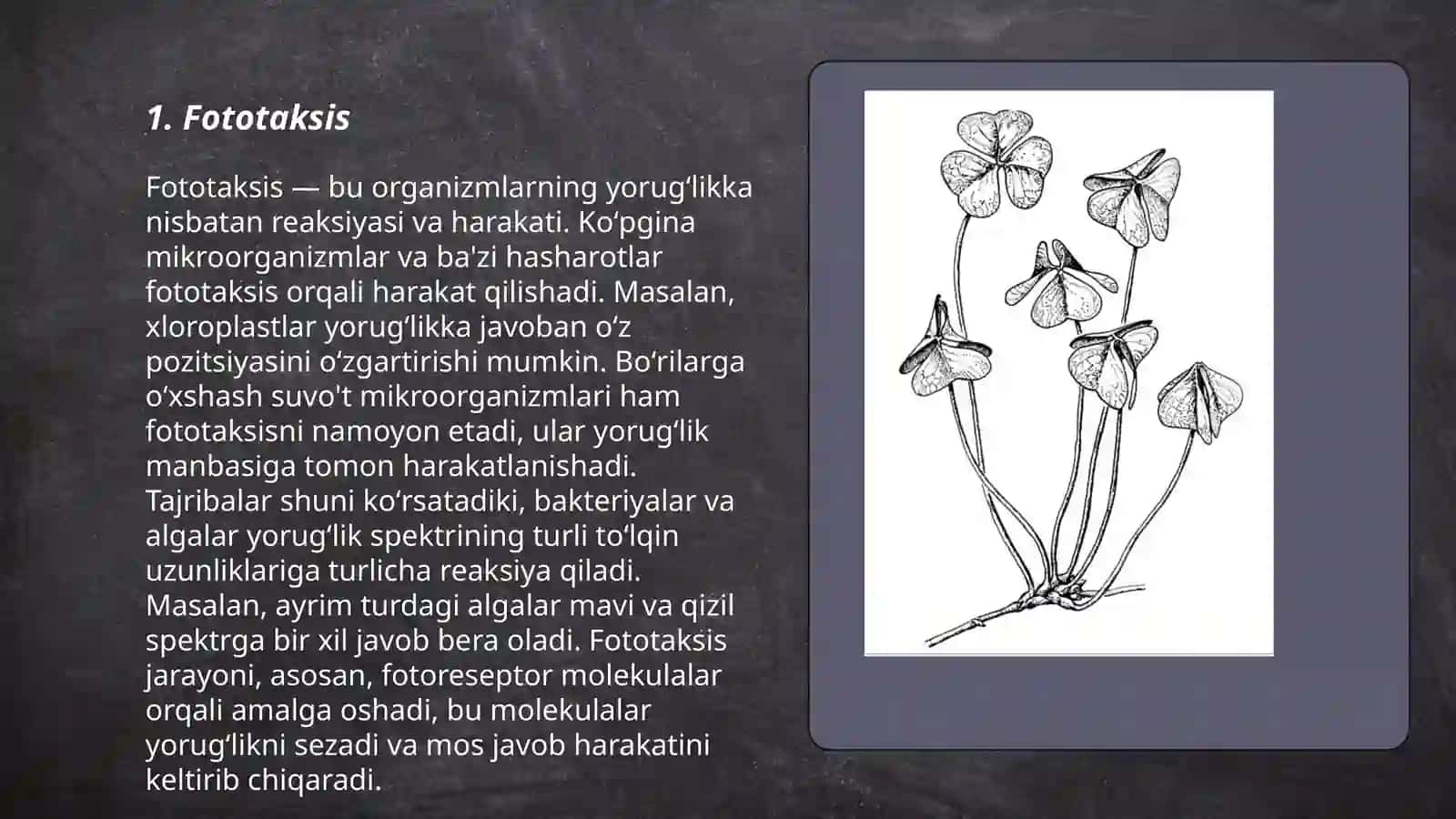 O'simliklarda Fototropizm, Fotonastiya va Geotropizm Hodisasi 3